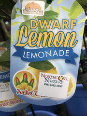 Dwarf Lemon 'Lemonade'